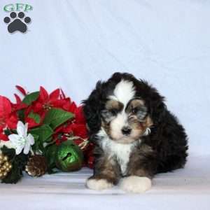 Beckette, Mini Bernedoodle Puppy